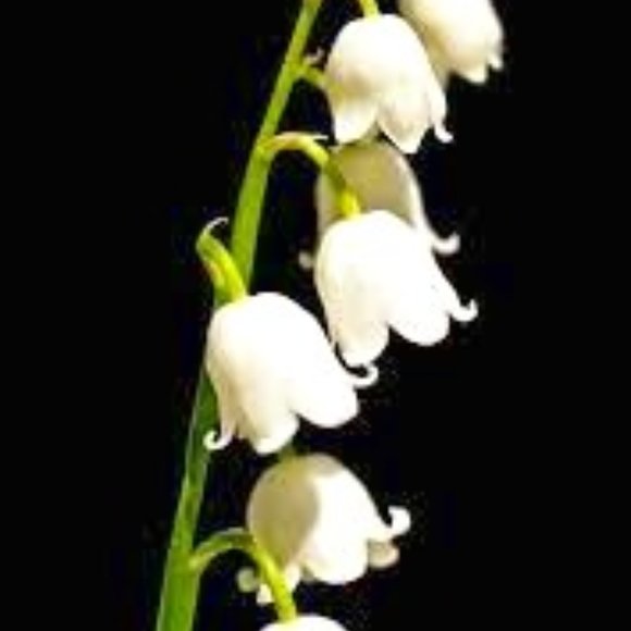 Meet your Posher, Wendy - Picture 1 of 1